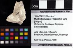 Foto (Objket + Etiketten) von Munitheites kuepperi (Fraaije et al., 2019) 